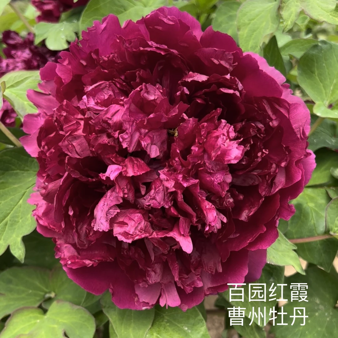 【百园红霞】牡丹 先发肥料秋季发苗