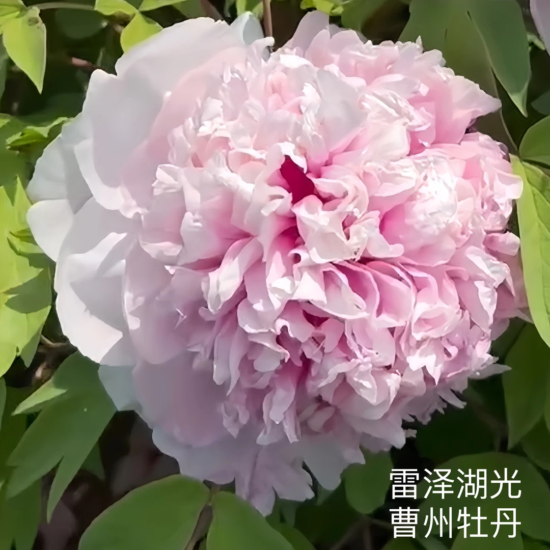 【雷泽湖光】牡丹 先发肥料秋季发苗