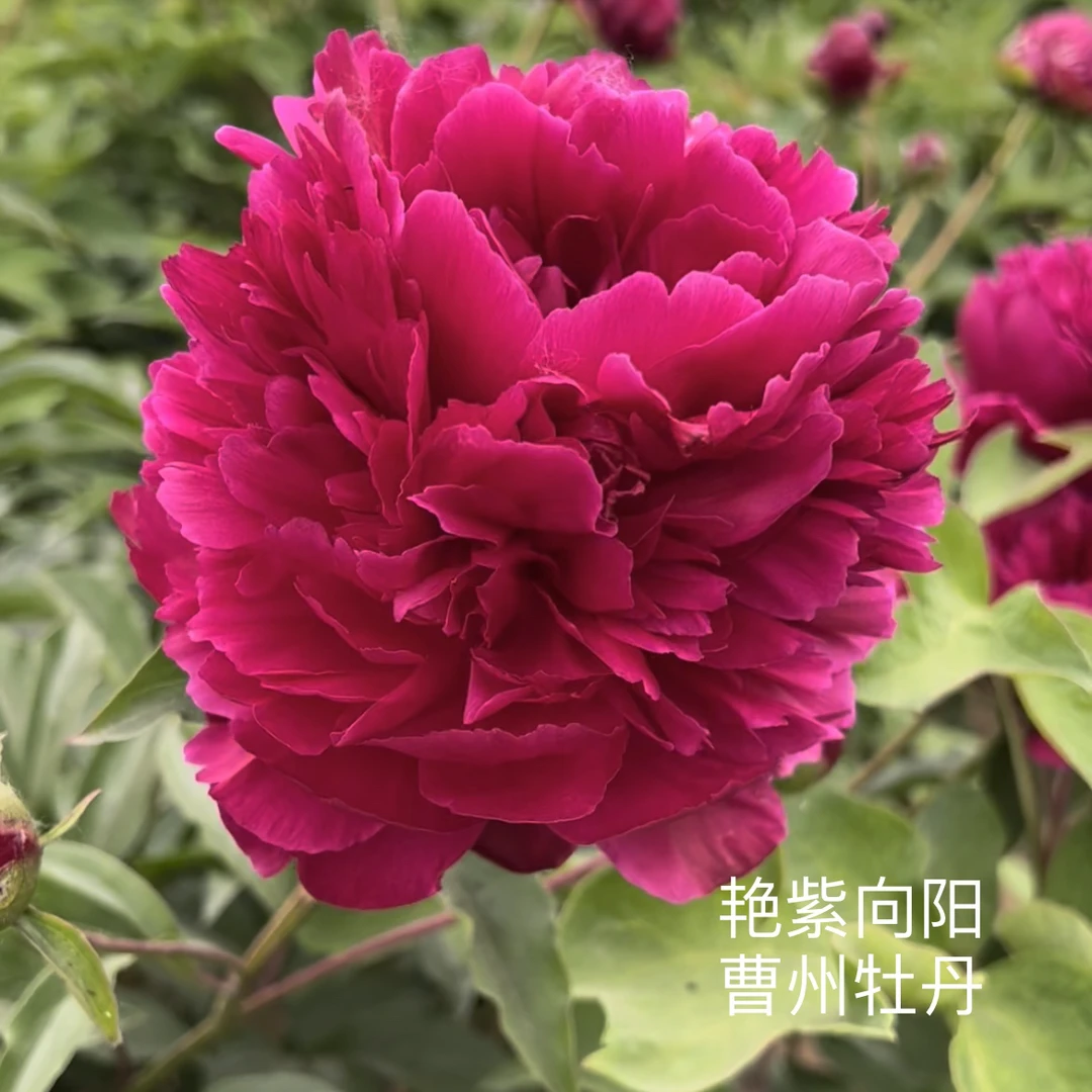 芍药【艳紫向阳】先发肥料秋季发苗