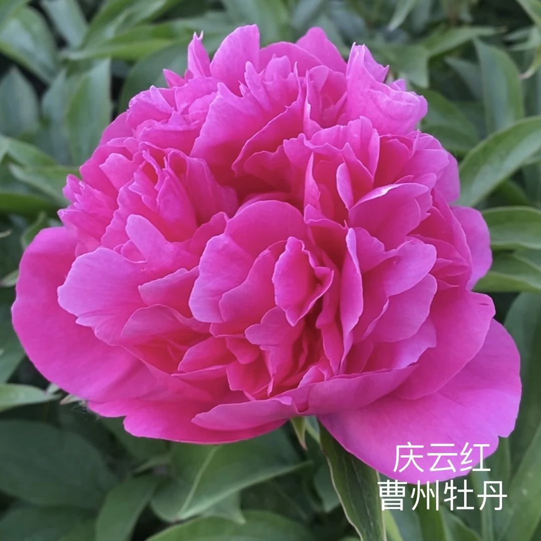 芍药【庆云红】先发肥料秋季发苗