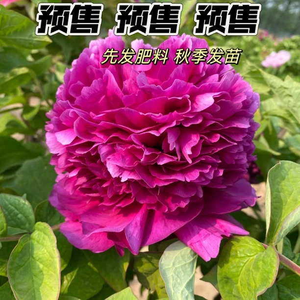 牡丹【首案红】先发肥料 秋季发苗