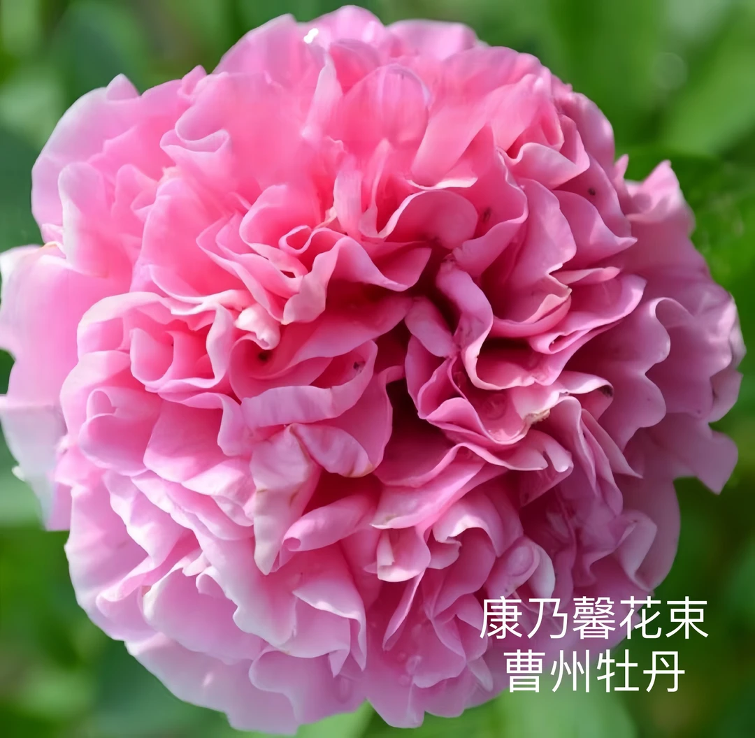 芍药【康乃馨花束】 先发肥料秋季发货