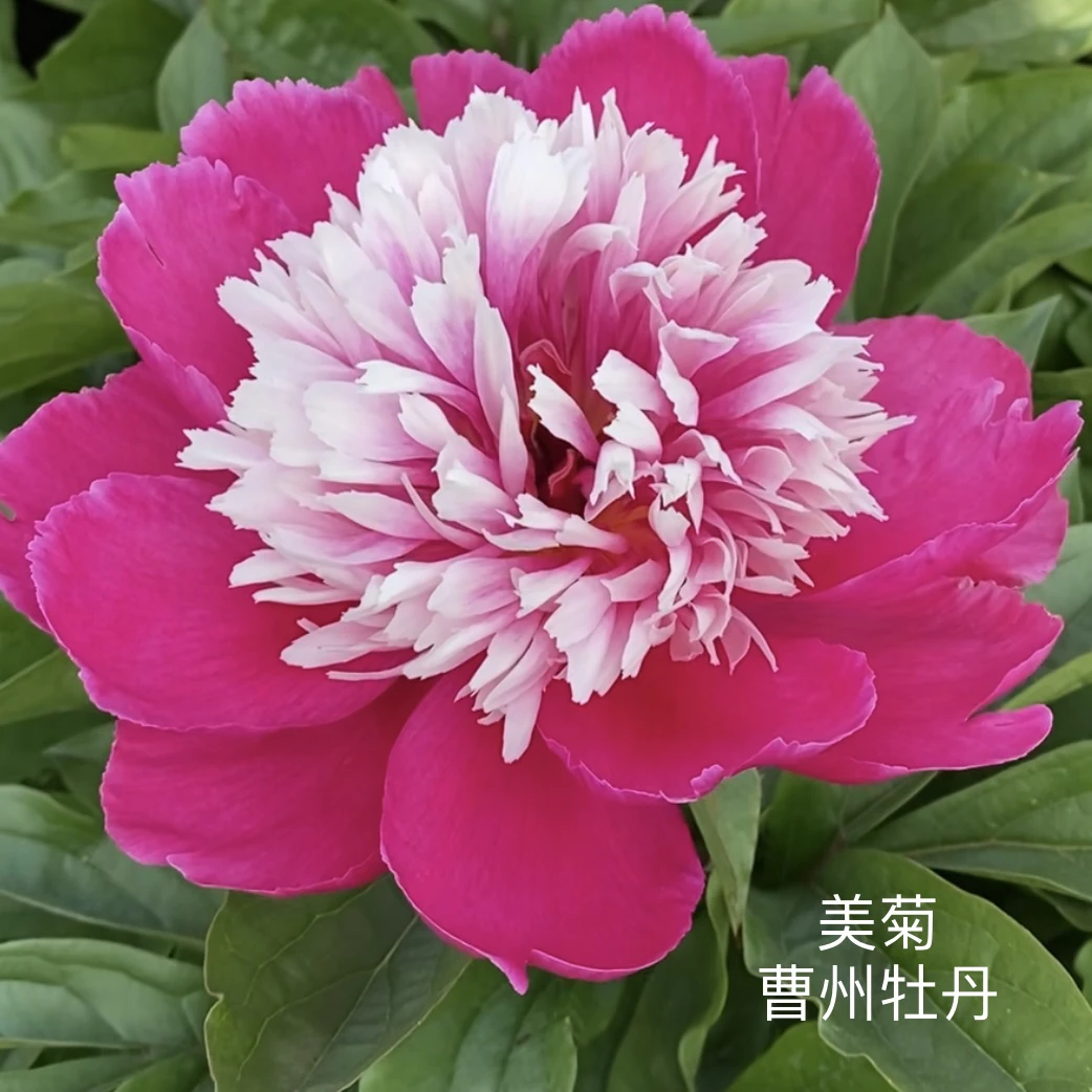 芍药【美菊】先发肥料秋季发苗