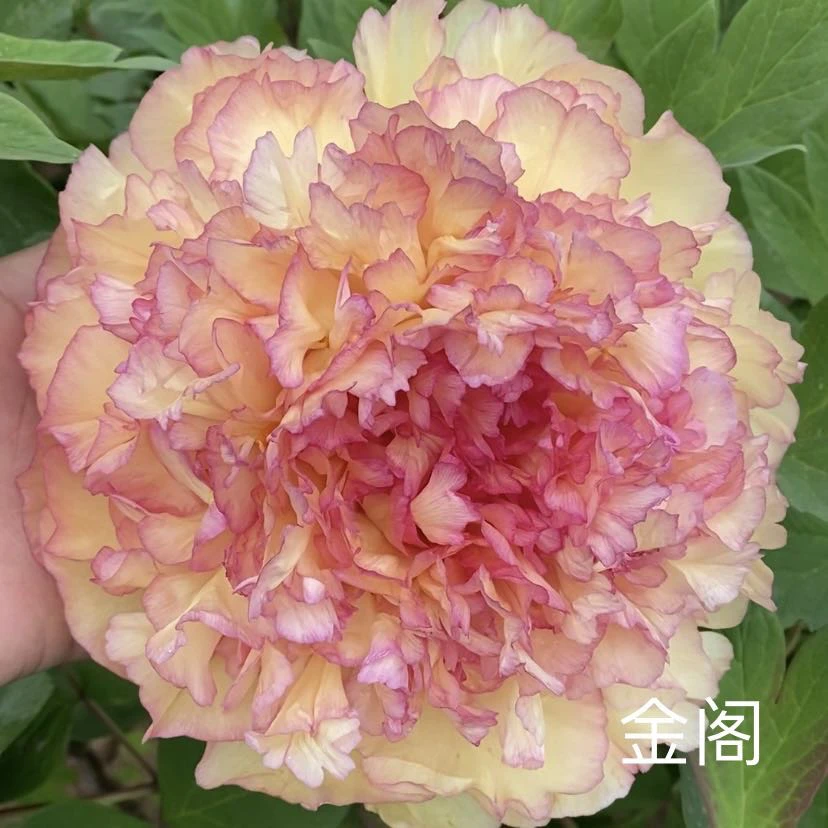 牡丹【金阁】先发肥料 秋季发苗