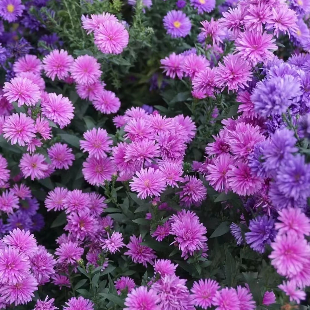 【重瓣荷兰菊】皮实好养花开不断阳台庭院花园造景