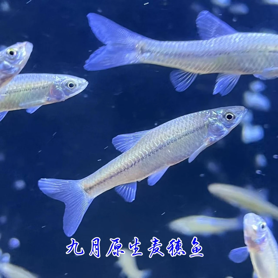 原生溪流淡水活体麦穗小鱼龙鱼龟鳖鸟猫角蛙钓饵鲜活饲料口粮
