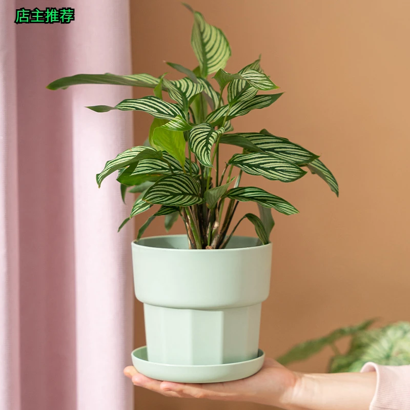 塑料树脂北欧简约绿萝多肉透气有栖大号中号好看耐用阳台精致颜色