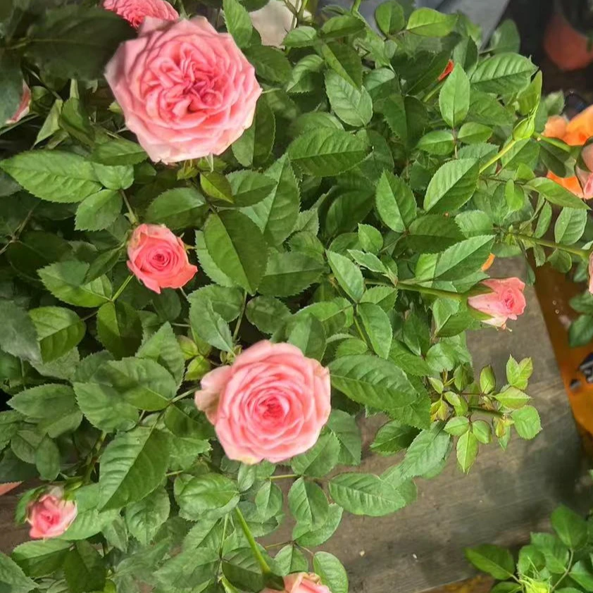 月季带盆带花苞发货仙度瑞拉