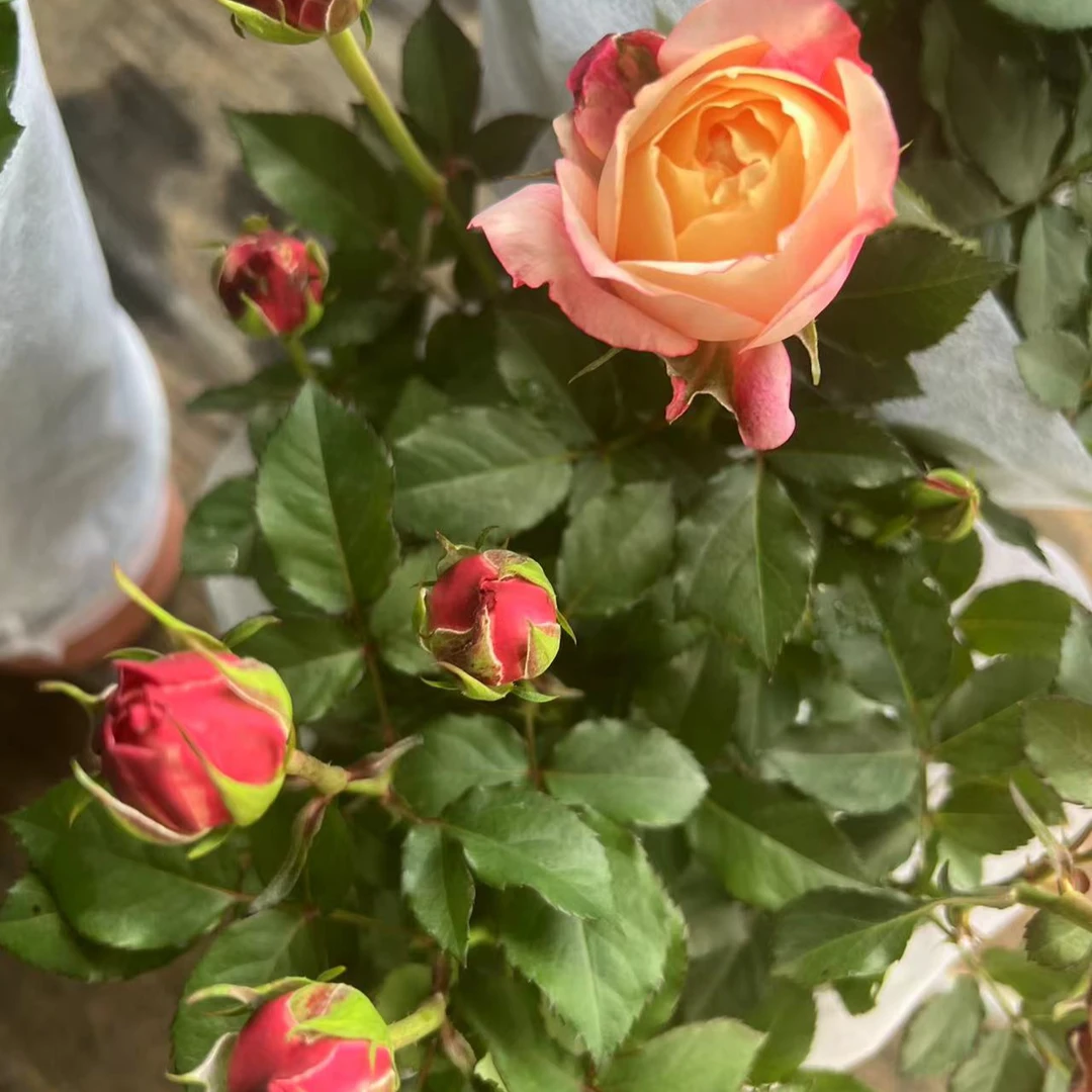 月季大花美人带盆带花苞发货