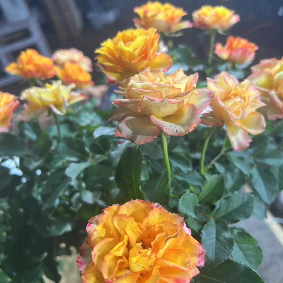 月季火焰带花苞带盆