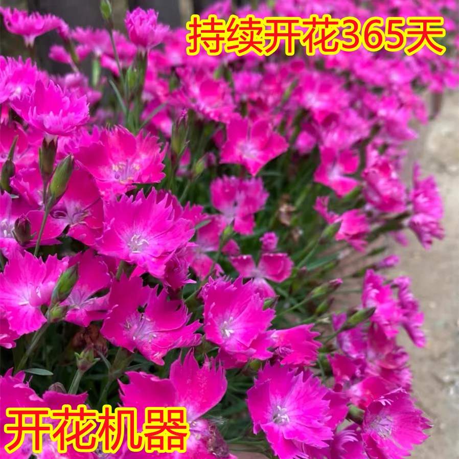 欧石竹花苗盆栽四季开花多年生耐寒耐热庭院别墅花园地载长不高矮