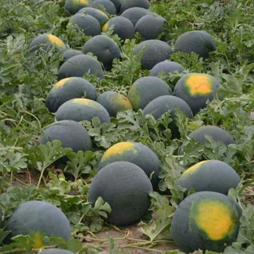 甜无籽西瓜种子黑皮高产薄皮红心西瓜种籽蔬菜水果种孑四季麒麟瓜