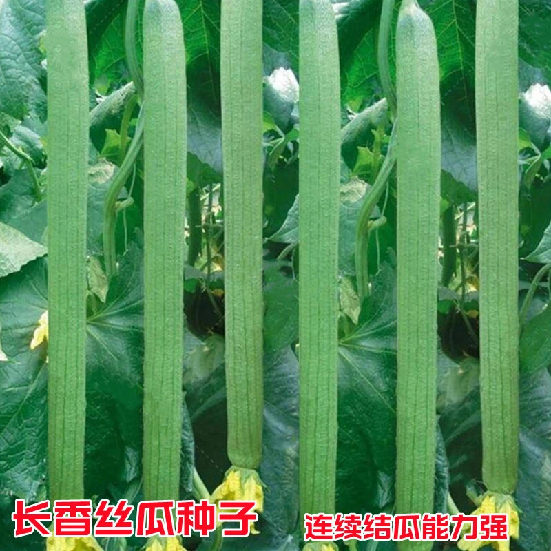 长丝瓜种子春夏秋季长香丝瓜种籽农家庭院爬藤蔬菜种孑简单播种