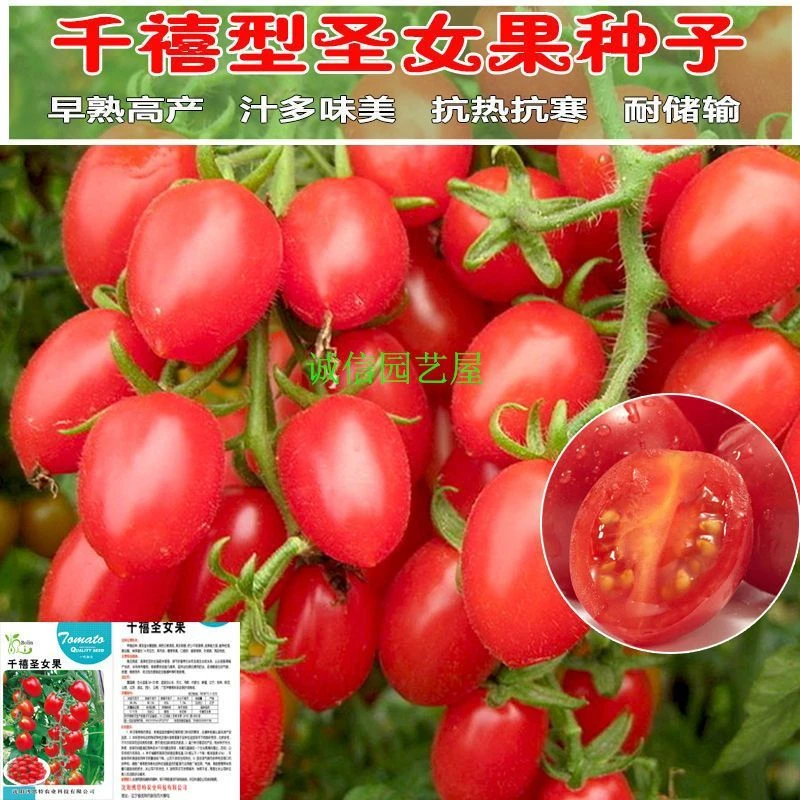 圣女果千禧小番茄种子 瀑布小西红柿种籽 四季播盆栽樱桃简单蔬菜