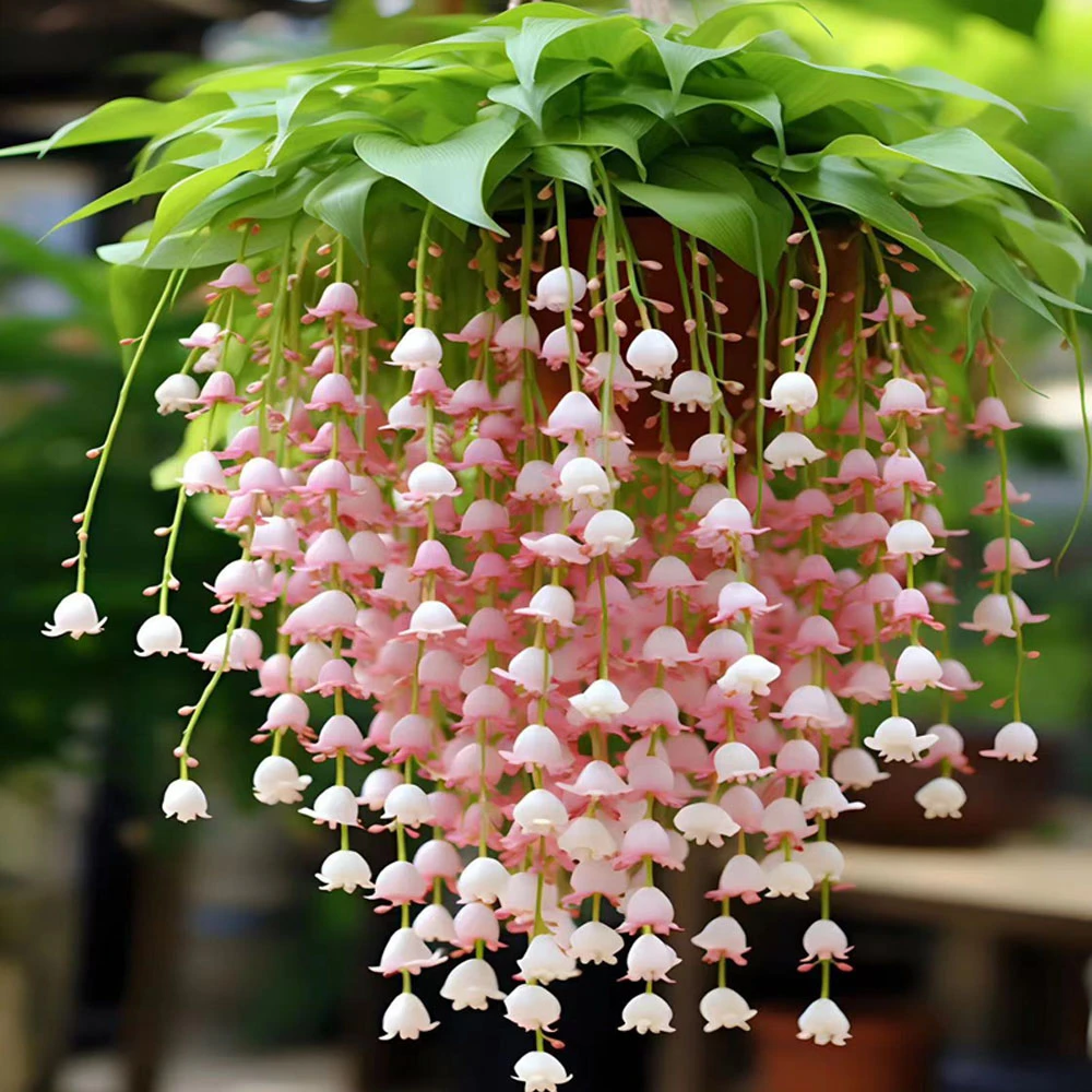 【不带花】风铃花种根浓香型阳台庭院铃兰盆栽花卉绿植物四季开花