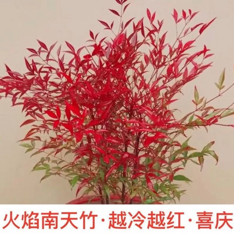 【会掉叶子勿差评】火焰南天竹盆栽树苗水养庭院南天竹室内客厅阳台