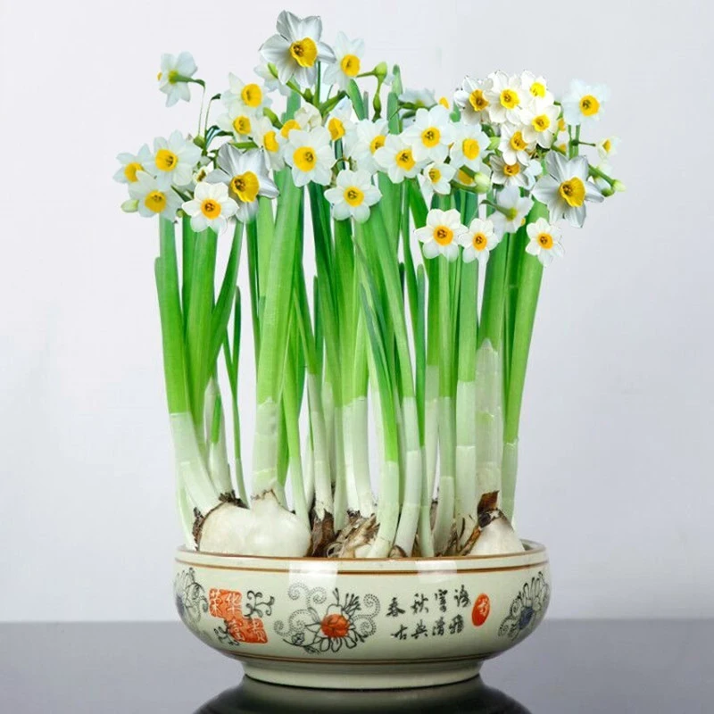 水仙花种球室内阳台水培水仙盆栽冬季水培室内阳台花卉