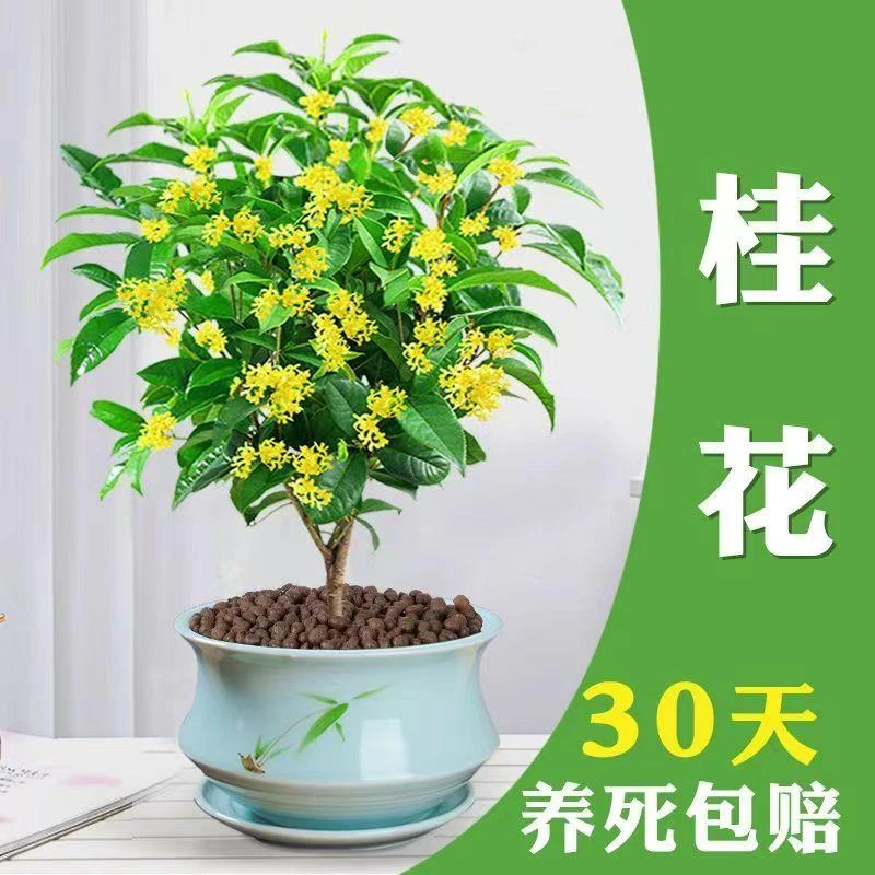 【不带盆】四季桂浓香型盆栽好养树苗金桂室内外庭院地栽阳台花卉