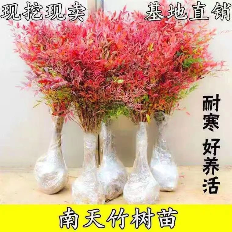 火焰南天竹树苗红天竹庭院花卉植物绿化苗木观叶盆栽耐寒四季好养