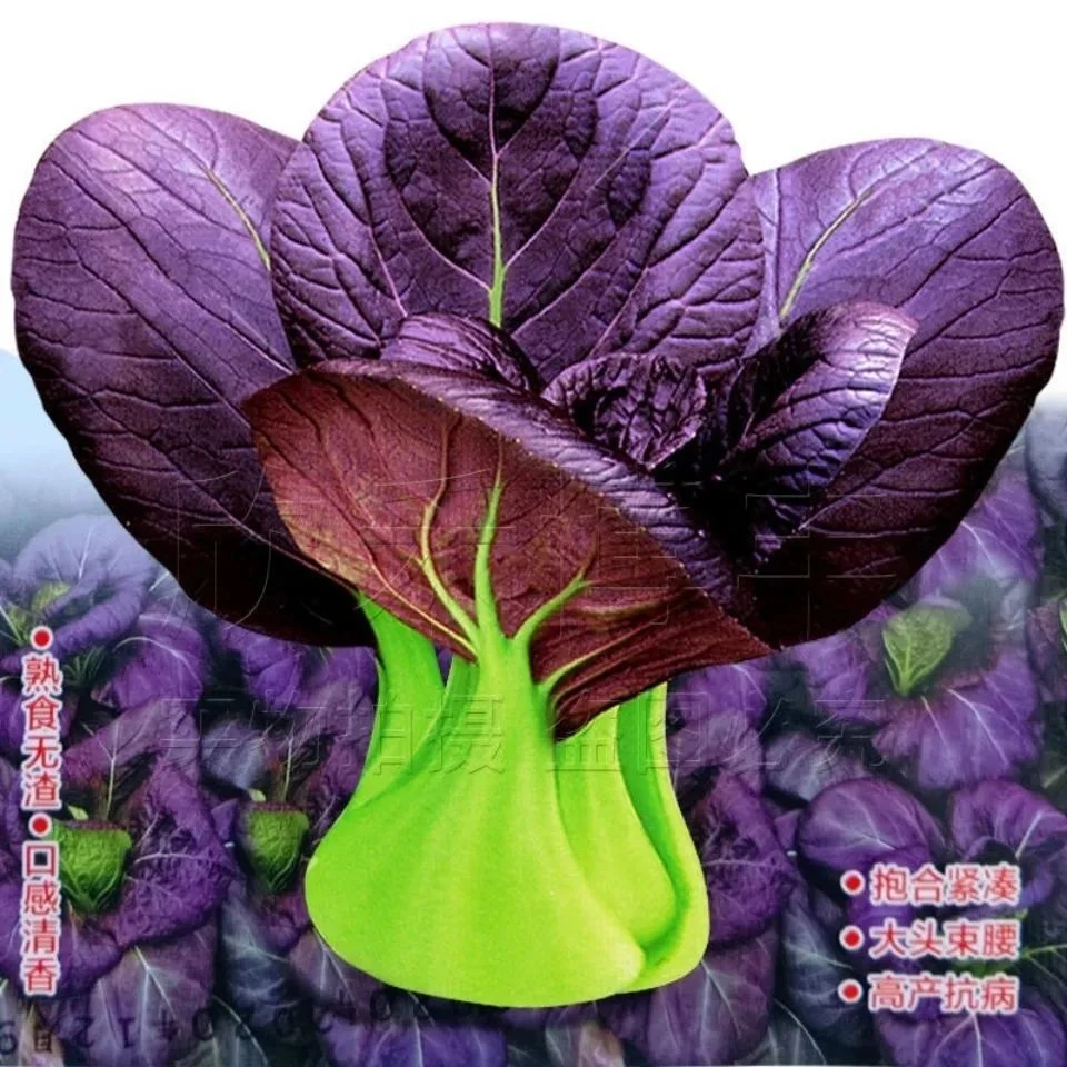 紫妃上海青种子小油菜精品苏州青四季种植蔬菜小青菜小白菜种籽