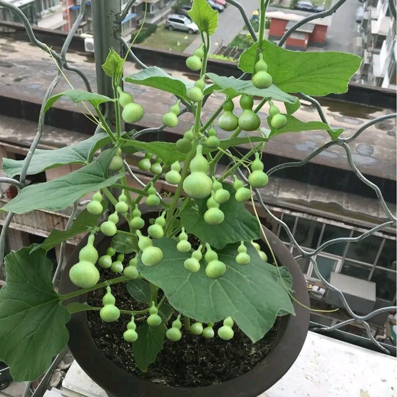【阳台盆栽】手捻葫芦小葫芦种子籽观赏迷你金寸微型玩葫芦籽蔬菜