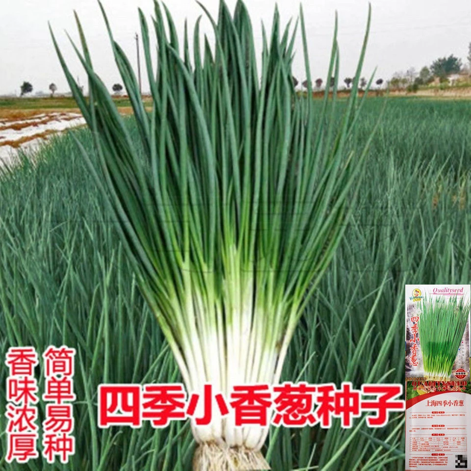 小香葱籽种子四季种小葱种子阳台室内盆栽葱种子家庭菜种子播种