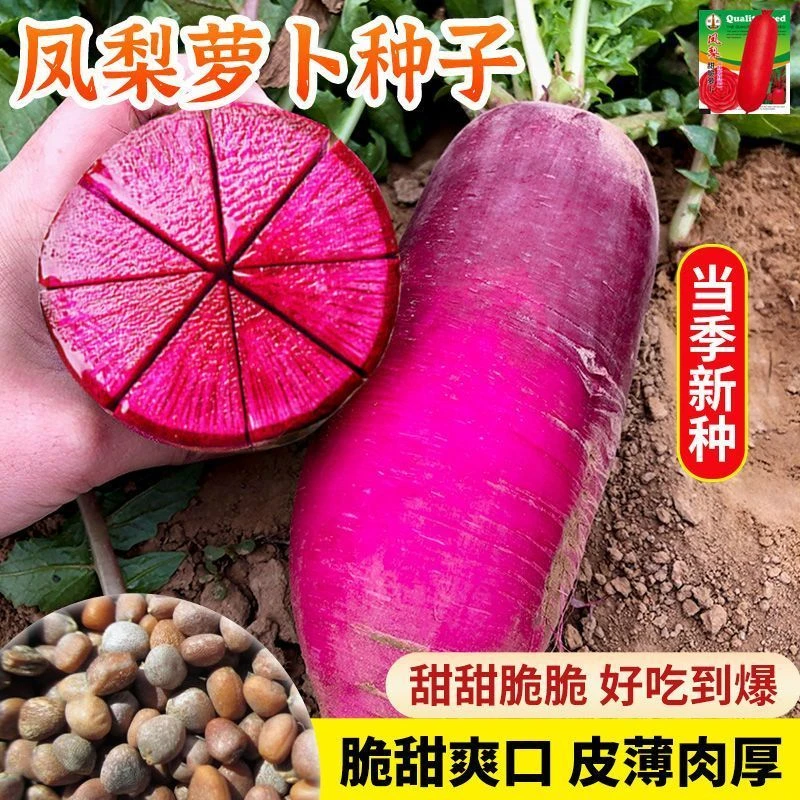 凤梨萝卜种子脆甜红心水果萝卜籽种子四季高产满堂红心里美萝卜籽