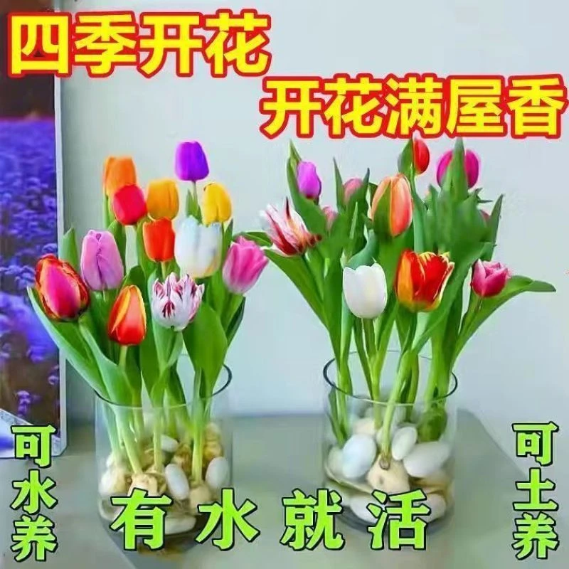 荷兰进口可土培水培郁金香种球四季开花好养花卉绿植球根植物盆栽