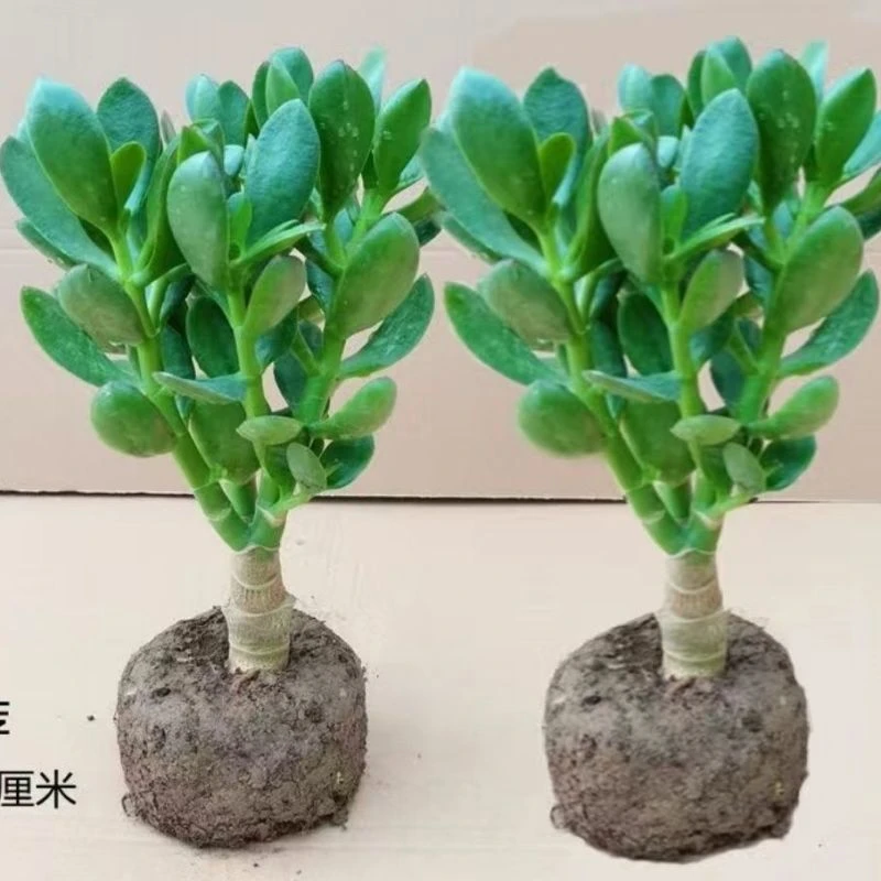 大叶玉树盆栽金枝玉叶办公室内多肉植物老桩肉花卉燕子掌盆景绿植