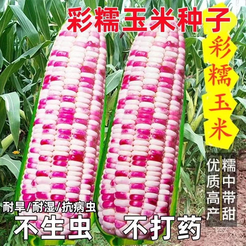 简单蔬菜播种水果早熟超甜玉米种籽香甜脆甜糯玉米种子甜糯饱满
