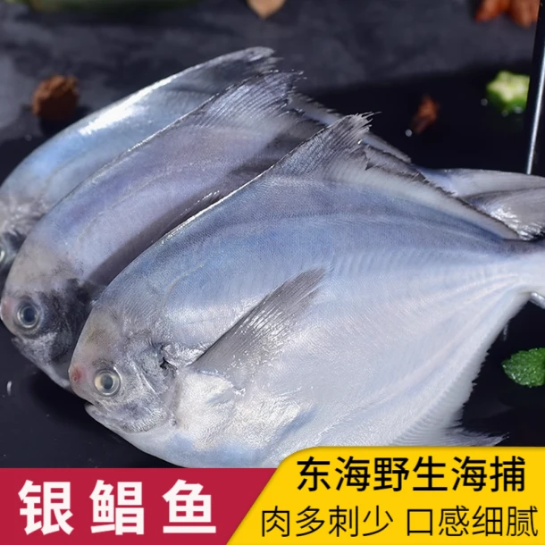 东海鲳鱼野生银鲳鱼舟山白鲳鱼平鱼镜鱼昌鱼肉质鲜美4包*4条/包