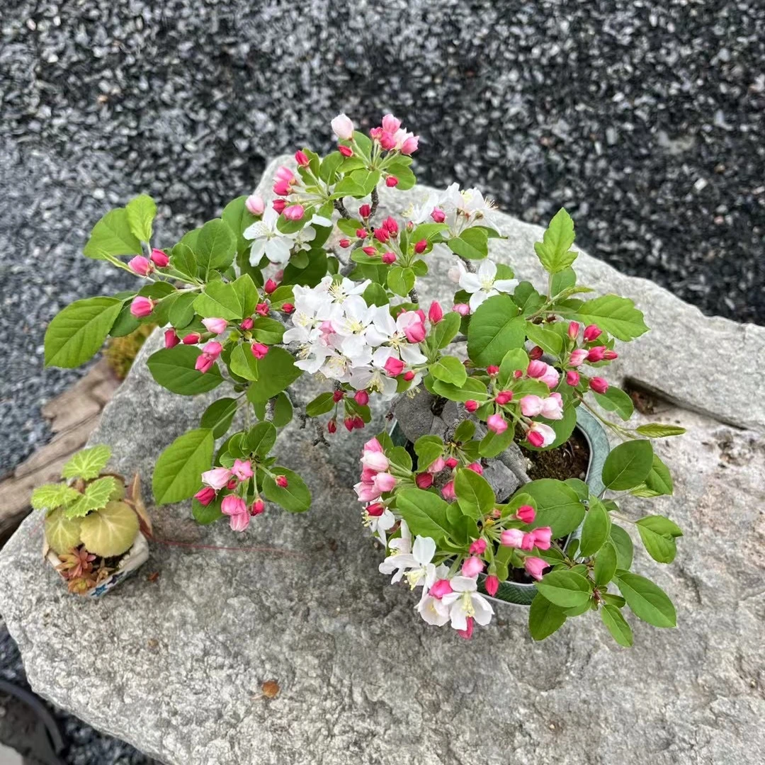 海棠盆景 实物以直播间为准