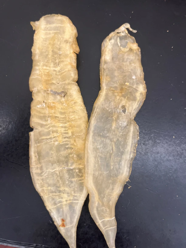 广东汕头老鳘赤嘴鱼胶半斤一斤