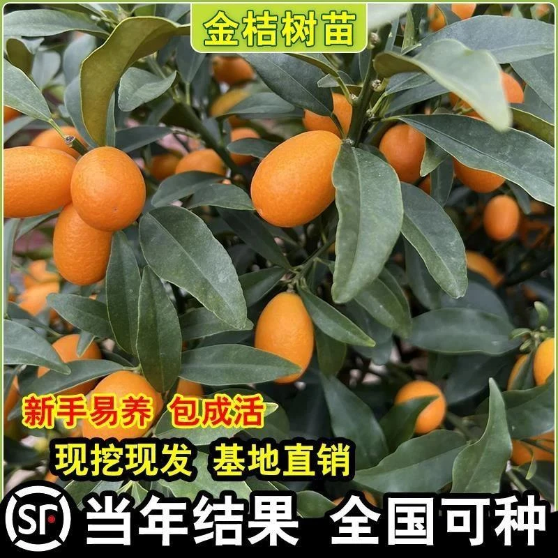 广西融安脆蜜金柑树苗橘子苗树桔子果苗盆栽阳台四季脆皮金桔树苗