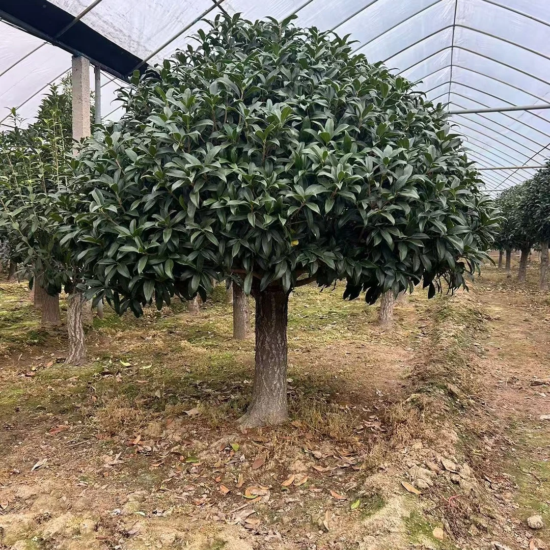 老桩嫁接耐寒耐冻精品老桩桂花树