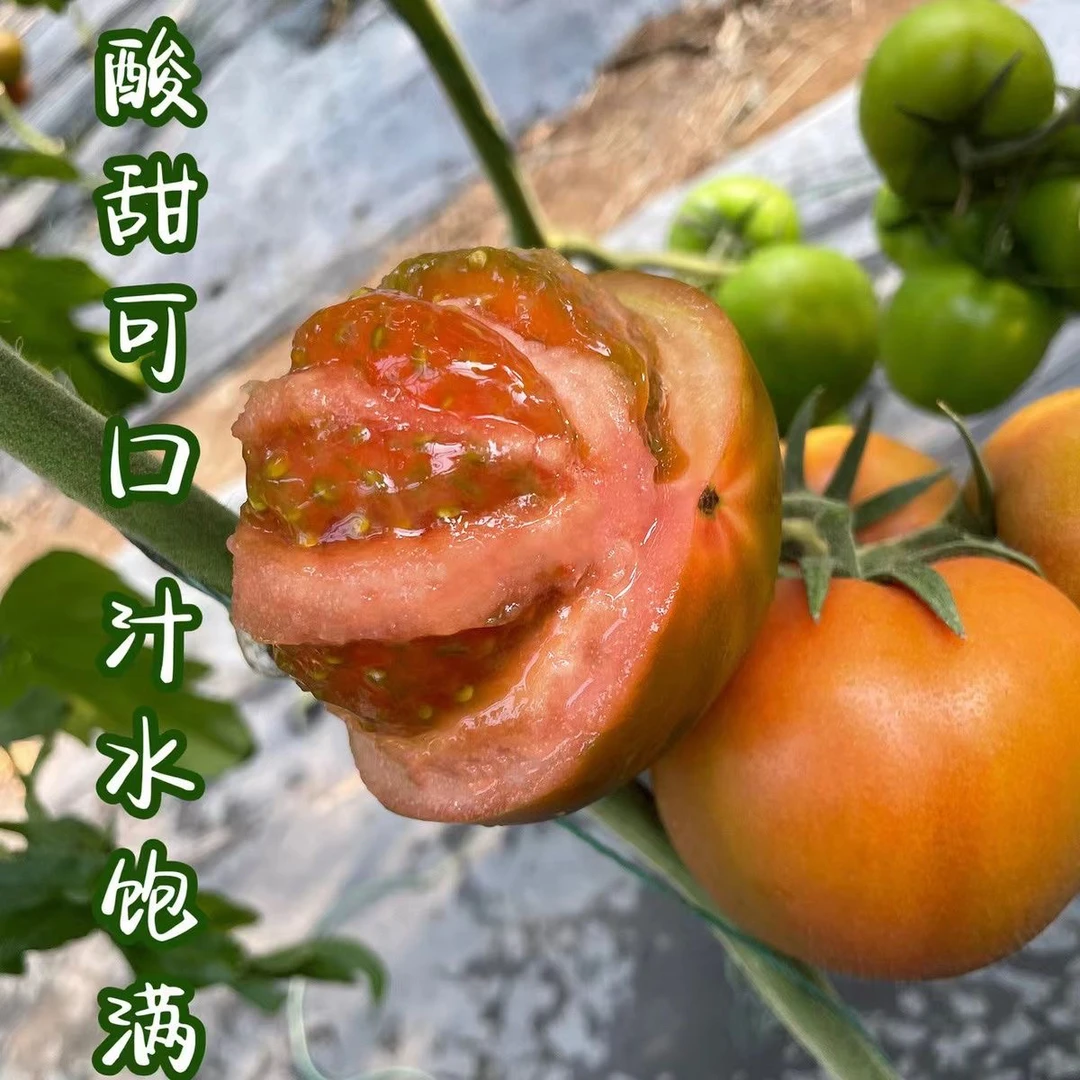 【拍三斤发四斤顺丰】新鲜草莓柿子铁皮柿子口感番茄酸甜爆汁农家自种现摘新鲜蔬菜包邮草莓番茄山东省潍坊市