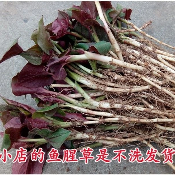 四川正宗折耳根新鲜现挖 田坎上挖的1斤2斤3斤