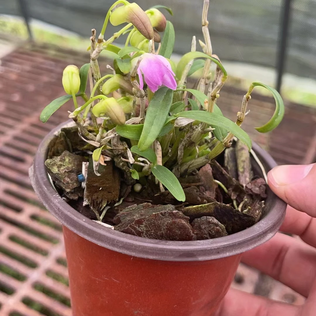 红花米斛花期4-5月份带杯发货