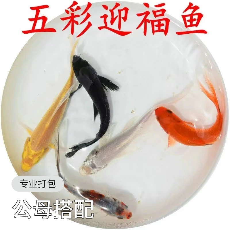 活体饲养耐活长短尾饲养锦鲤冷水鱼观赏冷水鱼养鱼饲养养殖套餐