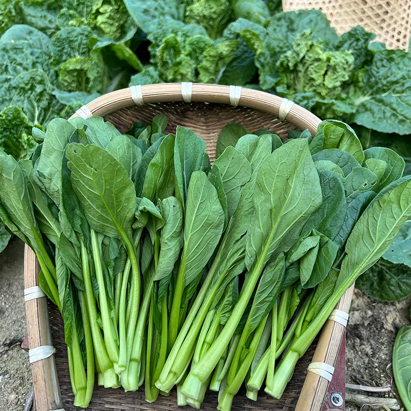 【菜心苗5斤/京东省内包邮】潮汕广东省揭阳市农家菜现摘现发油菜