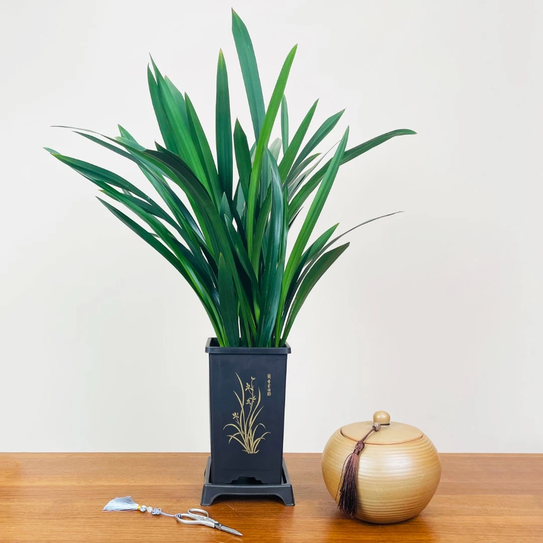 【慰莱】墨兰企黑浓香精品花卉盆栽带花剑室内阳台四季耐寒好养活