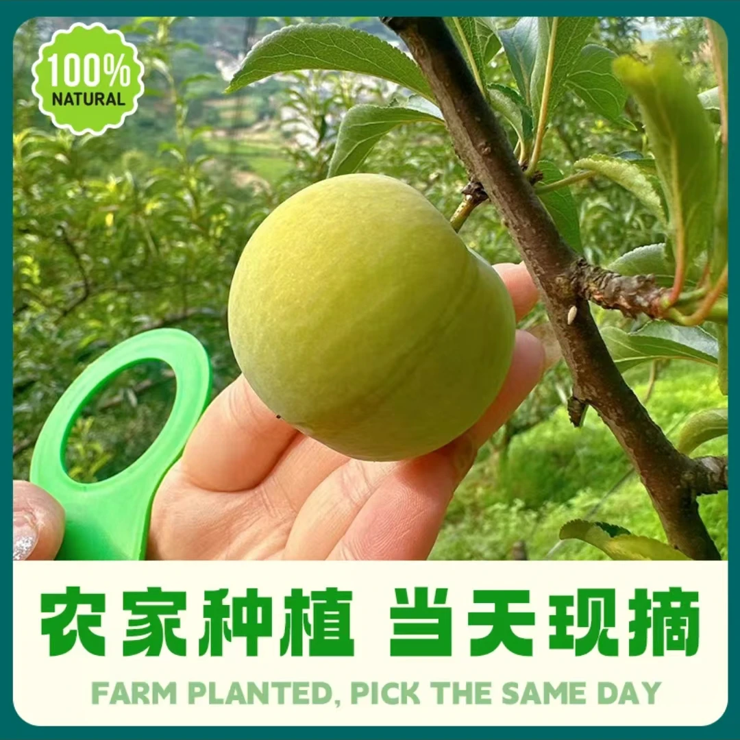 正宗四川汶川脱骨李当季新鲜水果现摘现发清脆精选大果