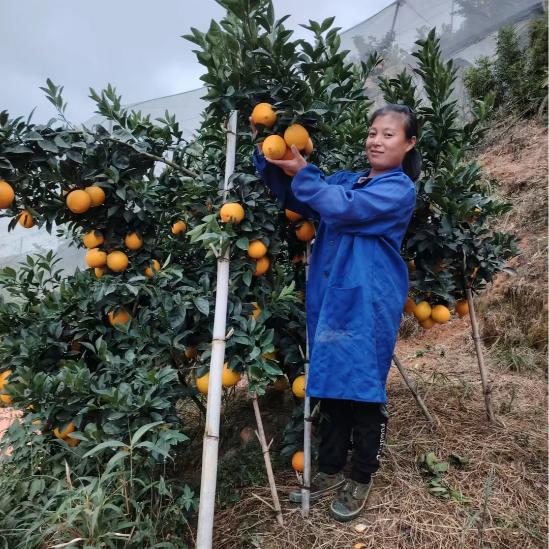 三百山赣南脐橙孕妇水果