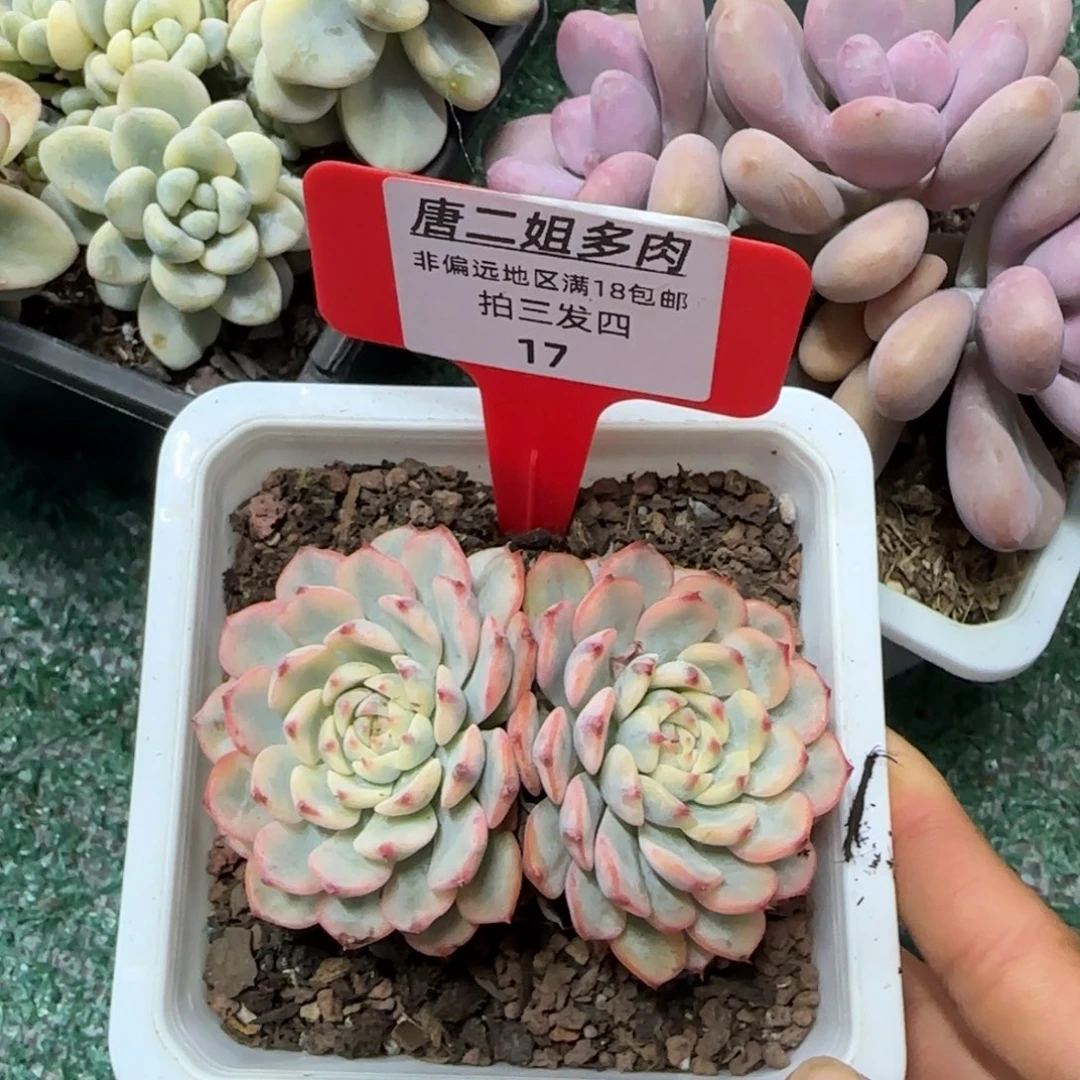 椒***4唐二姐多肉编号17