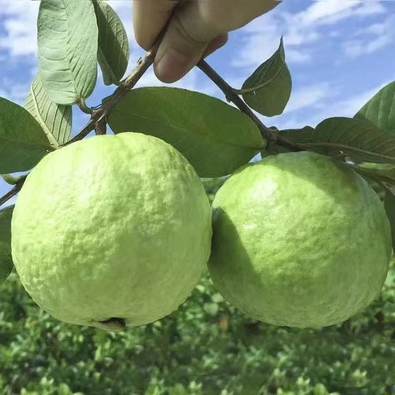 【现摘芭乐】广西自家果园新鲜白心松脆清甜清香多汁清脆可口番石榴