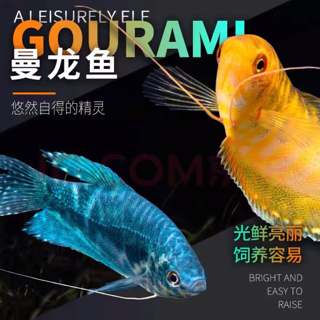 丝足鱼混色曼龙组合淡水鱼冷水可养无需加热无需打氧耐活好养