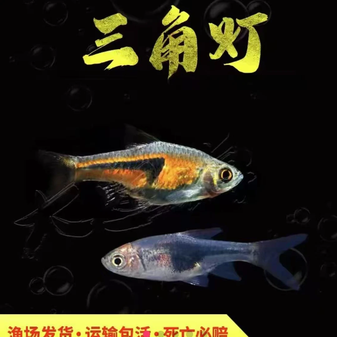 苏门达腊野生三角灯活体小型灯科群游草缸热带淡水鱼好养耐活