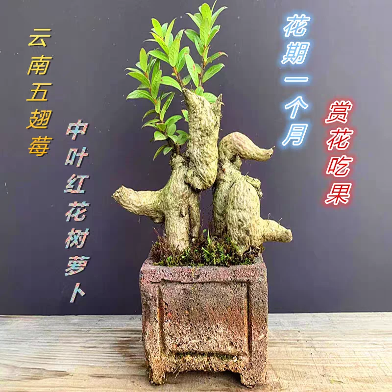 云南网红树萝卜小叶红花五翅莓深红树萝卜耐热绿植盆景