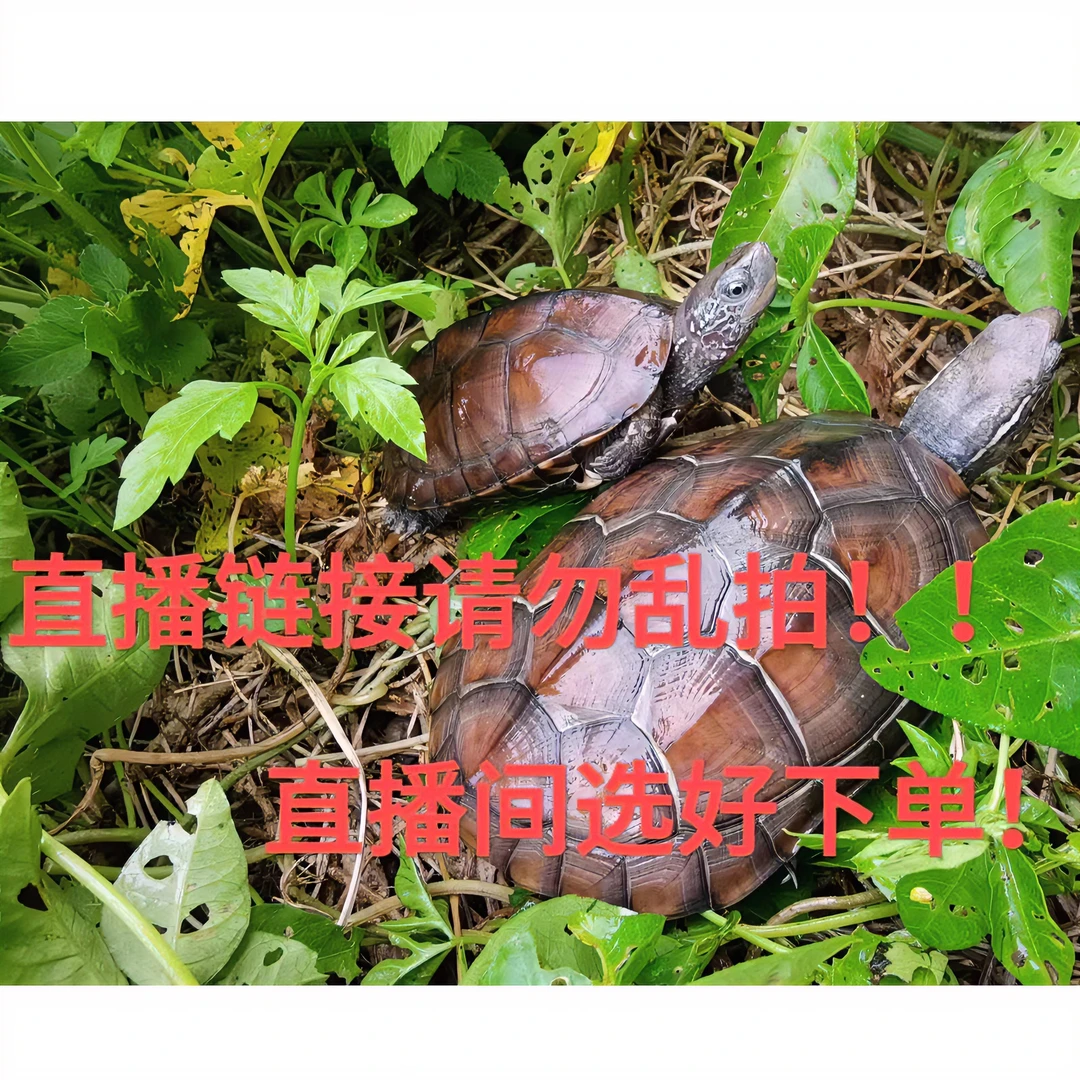 中华草龟等多种龟类   欢迎选购  直播间链接！！！
