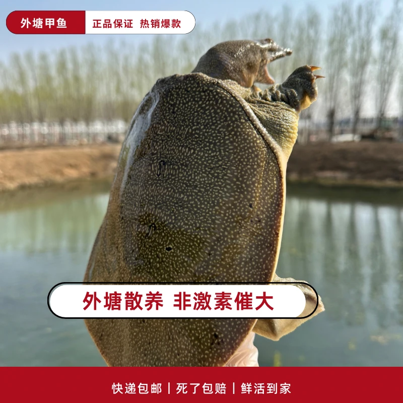 【活鲜】外塘散养生态甲鱼团鱼产地直发包邮包活肉质紧味道鲜美仿野